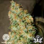 Bodhi Seeds Prayer Tower Sativa